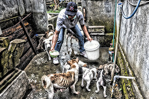 Protecting our canine friends