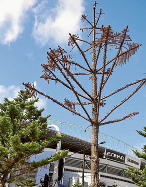 Esplanade trees are struggling