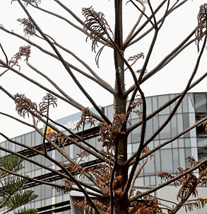 Trees continue to die