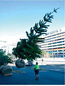 Harbour Esplanade gets its new trees