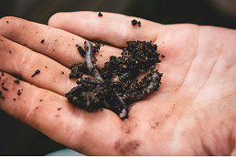 A worm farm workshop is coming to Docklands
