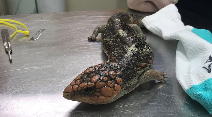 Docklands lizard smuggler sentenced to minimum 12 months in jail