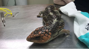Docklands lizard smuggler sentenced to minimum 12 months in jail