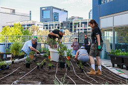 Council launches $1m Urban Forest Fund grants for 2026