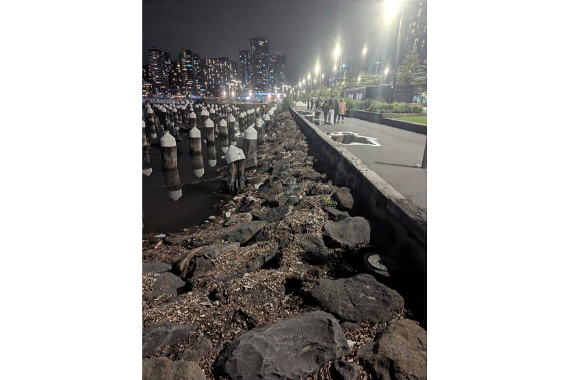 231-Litter-Update-1.jpg