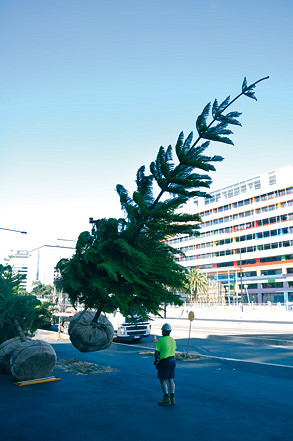 Harbour Esplanade gets its new trees