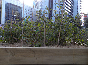 The Organic Balcony