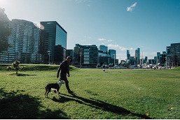 Spike in dog attacks, barking complaints