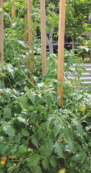 Tasty tomatoes
