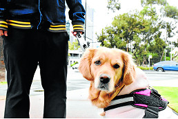 A model canine